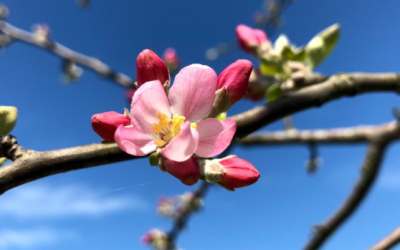 Duyuru Gazetesi / İklim krizinden gıda krizine giden yol kısalıyor