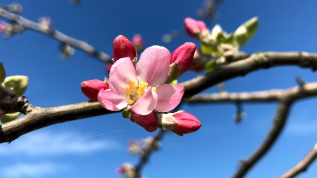 İklim Krizinden Gıda Krizine Giden Yol Kısalıyor