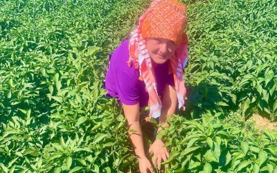 Köklere Dönüş: İklim Dostu Tarım İzmirli Üreticileri Nasıl Dirençli Hale Getiriyor?