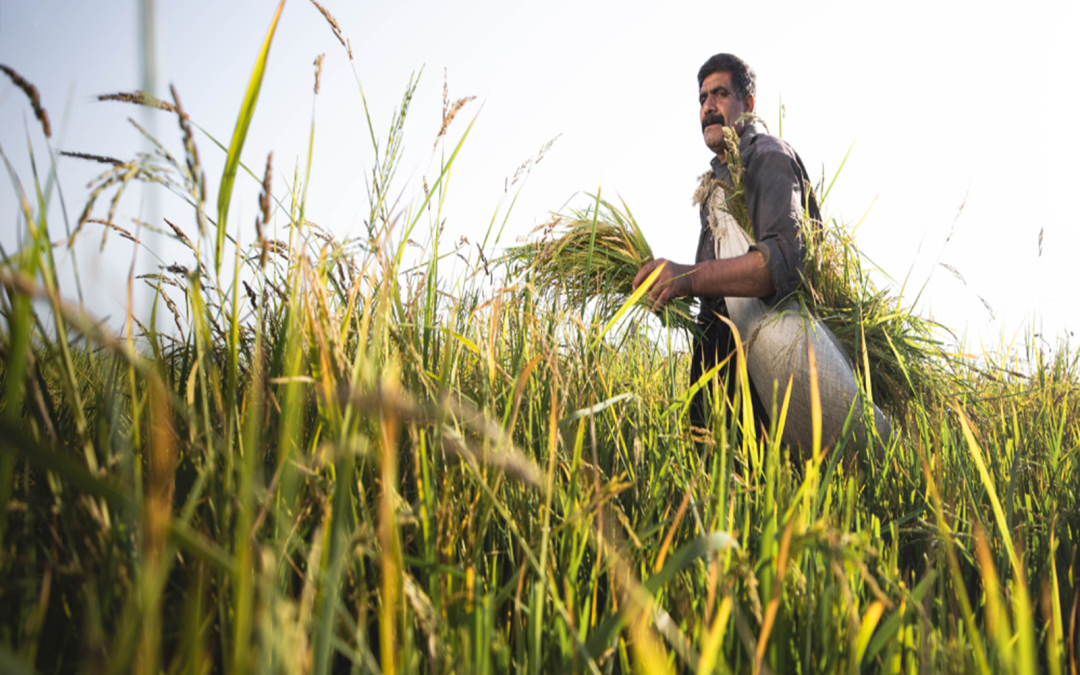 Tarlada üretim, pazarda alım zorlaşıyor
