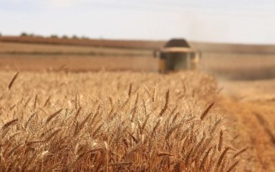 İklim krizinden gıda krizine giden yol kısalıyor